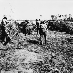 1904-Building a Brush Dam Tempe-01